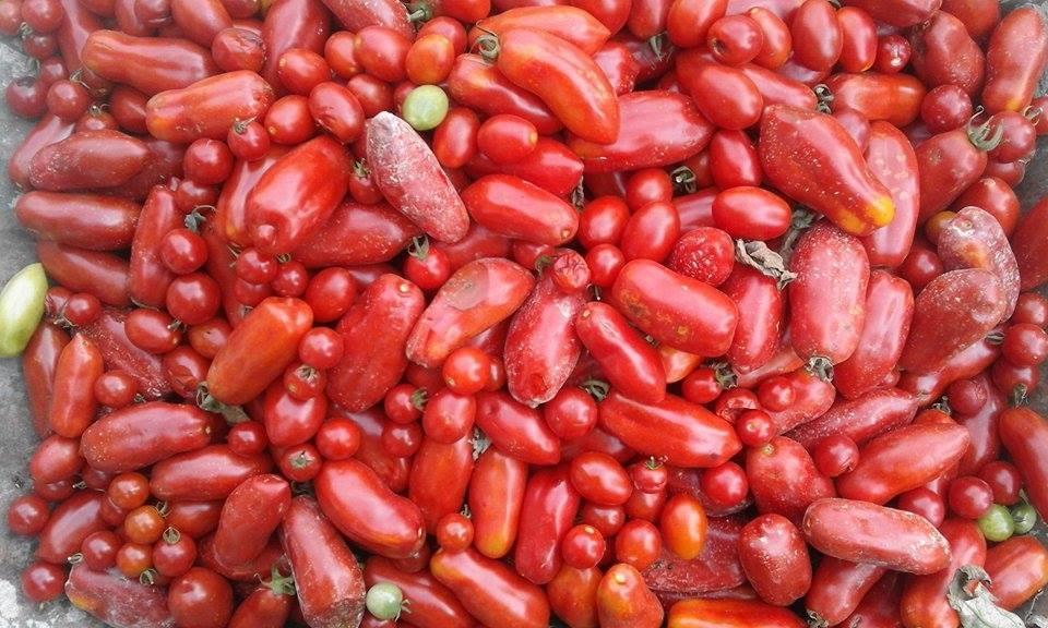 Гостьовий будинок Cascina Il Convivio Діано-д'Альба Екстер'єр фото
